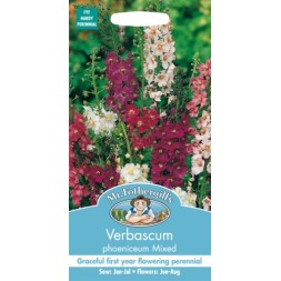 Seminte VERBASCUM phoeniceum- Mixed -Lumanarica