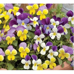 Seminte VIOLA cornuta- Sweeties -Panselute perene