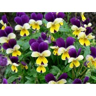 Seminte VIOLA tricolor- Johnny Jump Up -Panselute perene comestibile