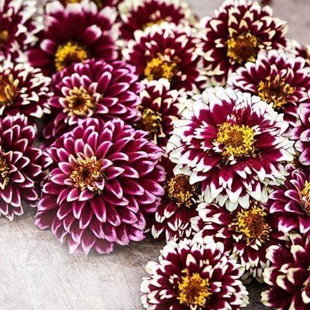 Seminte ZINNIA elegans- Jazzy Red -Carciumarese