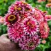 Seminte ZINNIA elegans- Mazurkia -Carciumarese mari