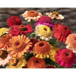 Seminte ZINNIA elegans- Scabiosa Flowered Mixed -Carciumarese cu flori tip anemona