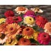 Seminte ZINNIA elegans- Scabiosa Flowered Mixed -Carciumarese cu flori tip anemona
