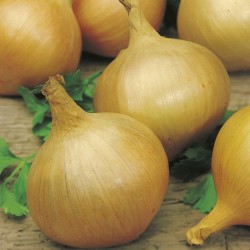 Seminte ALLIUM cepa-Onion- Sturon ORG-Ceapa de arpagic, plantare primavara