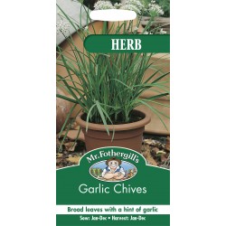 Seminte ALLIUM tuberosum-Herbs- Garlic Chives -Usturoi peren de frunze