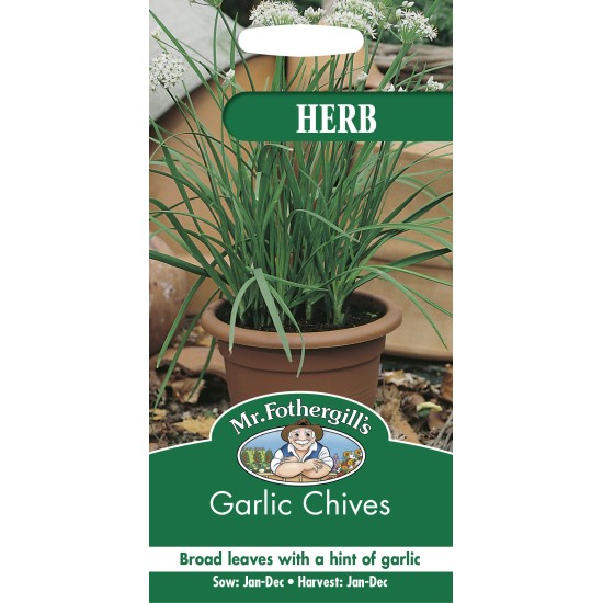 Seminte ALLIUM tuberosum-Herbs- Garlic Chives -Usturoi peren de frunze Seminte ALLIUM tuberosum-Herbs- Garlic Chives -Usturoi peren de frunze