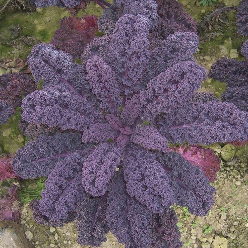 Seminte BRASSICA-Kale- oleracea acephala Sympatic-Varza de frunze