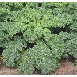 Seminte BRASSICA oleracea acephala-Kale- Westland Winter ORG -Varza de frunze Seminte BRASSICA oleracea acephala-Kale- Westland Winter ORG -Varza de frunze