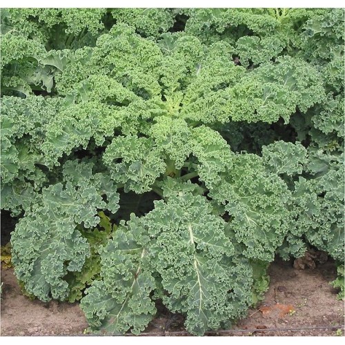 Seminte BRASSICA-Kale- oleracea acephala Westland Winter ORG-Varza de frunze
