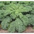 Seminte BRASSICA oleracea acephala-Kale- Westland Winter ORG -Varza de frunze