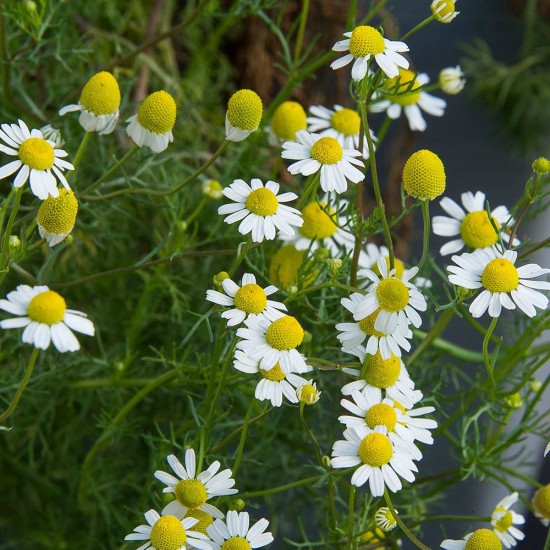 Seminte CHAMAEMELUM nobile- Chamomile -Musetel