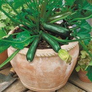Seminte CUCURBITA pepo-Courgette- Midnight F1 -Dovlecel tufa