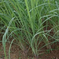 Seminte CYMBOPOGON citratus-Herbs- Lemon Grass -Iarba de lamaie