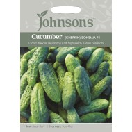 Seminte CUCUMIS sativus-Cucumber Gherkin- Bohemia F1 -Castraveti cornison, de afara