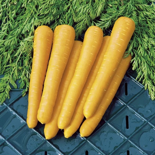 Seminte DAUCUS-Carrot- carota Gold Nugget F1-Morcov galben