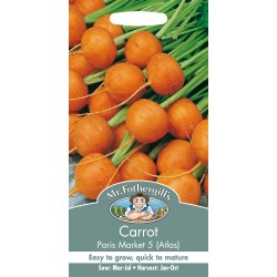Seminte DAUCUS-Carrot- carota Atlas Paris Market 5 - Morcovi rotunzi