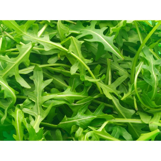 Seminte ERUCA sativa-Herbs Rocket- Voyager ORG -Rucola cu frunza crestata