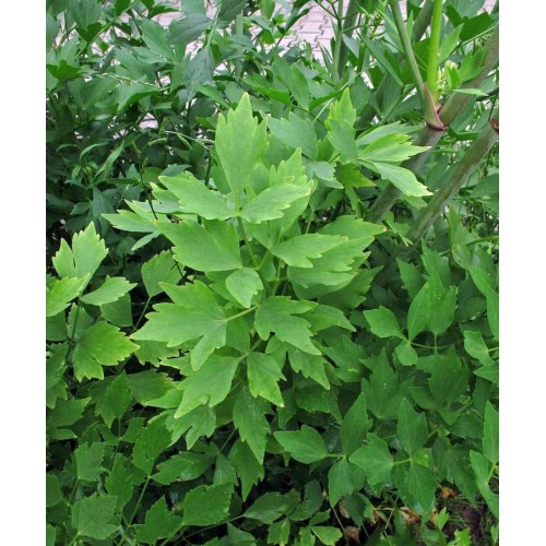 Seminte LEVISTICUM officinalis-Herbs Lovage-Leustean