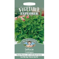 Seminte LACTUCA sativa-Lettuce- Catalogna -Salata verde, de foi, tip frunza de stejar Seminte LACTUCA sativa-Lettuce- Catalogna -Salata verde, de foi, tip frunza de stejar