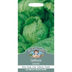 Seminte LACTUCA sativa-Lettuce-Saladin - Salata tip iceberg