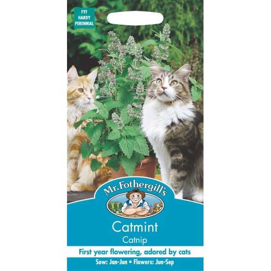 Seminte NEPETA cataria- Catmint -Menta pisicii