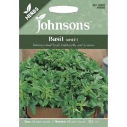 Seminte OCIMUM basilicum -Basil-Minette  - Busuioc de ghiveci cu frunza mica