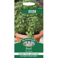 Seminte OCIMUM basilicum-Herbs Basil- Piccolino -Busuioc de ghiveci (grecesc) cu frunza mica