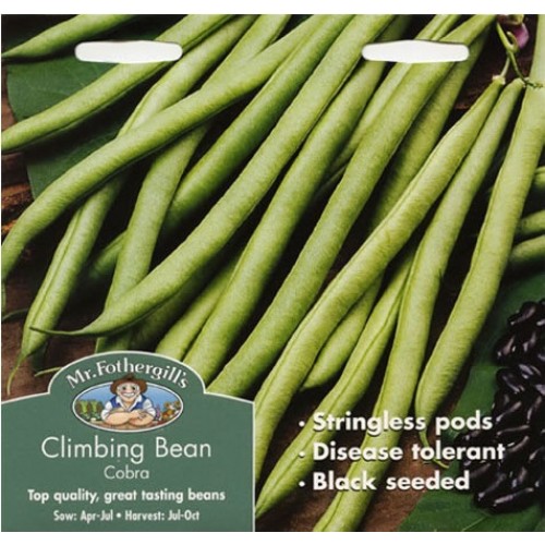 Seminte PHASEOLUS vulgaris-Clg Bean- Cobra-Fasole urcatoare cu boabe negre
