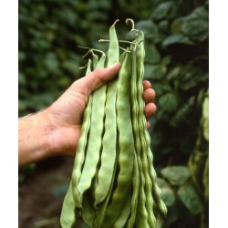 Seminte PHASEOLUS vulgaris-Clg Bean-Limka ORG-Fasole urcatoare timpurie