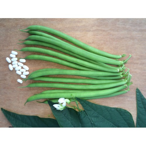 Seminte PHASEOLUS vulgaris-Clg Bean-Python-Fasole urcatoare cu teci lungi