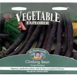 Seminte PHASEOLUS vulgaris-Clg Bean- Violet Podded -Fasole urcatoare cu teci mov