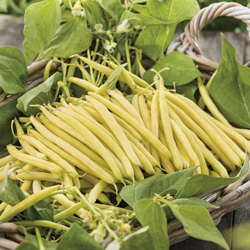 Seminte PHASEOLUS vulgaris-Dwarf Bean- Cala DÓr-Fasole pitica cu teci galbene