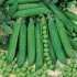 Seminte PISUM sativum-Pea (Maincrop)- Rondo ORG -Mazare rezistenta la fusarium