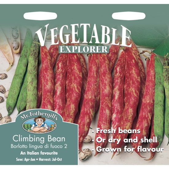 Seminte PHASEOLUS vulgaris-Clg Bean- Borlotto Lingua di Fuoco 2 -Fasole urcatoare cu pastai rosii pestrite, soi popular italienesc