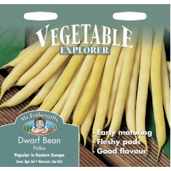Seminte PHASEOLUS vulgaris-Dwarf Bean- Polka -Fasole pitica cu pastai galbene subtiri Seminte PHASEOLUS vulgaris-Dwarf Bean- Polka -Fasole pitica cu pastai galbene subtiri