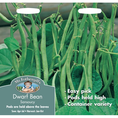 Seminte PHASEOLUS vulgaris-Dwarf Bean- Sansoncy - Fasole pitica cu pastai verzi subtiri