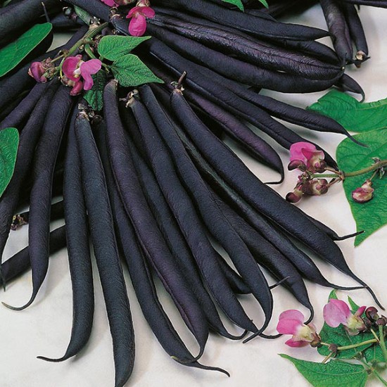 Seminte PHASEOLUS vulgaris-Dwarf Bean- Purple Queen -Fasole pitica cu pastai negre Seminte PHASEOLUS vulgaris-Dwarf Bean- Purple Queen -Fasole pitica cu pastai negre