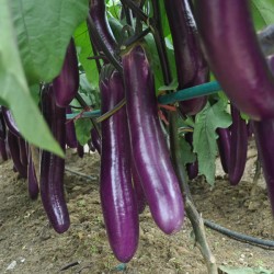 Seminte SOLANUM melongena-Aubergine- Early long purple 2 -Vinete