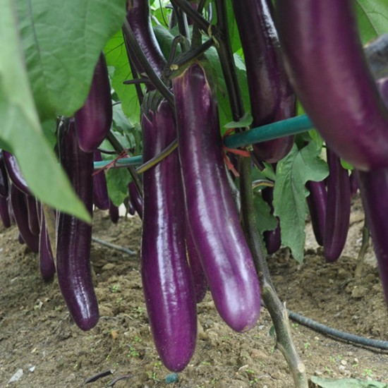 Seminte SOLANUM melongena-Aubergine- Early long purple 2 -Vinete