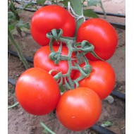 Seminte TOMATO-Solanum lycopersicum- Ace 55 VF ORG -Tomate rezistente la verticilium si fusarium