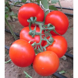 Seminte TOMATO-Solanum lycopersicum- Ace 55 VF ORG -Tomate rezistente la verticilium si fusarium Seminte TOMATO-Solanum lycopersicum- Ace 55 VF ORG -Tomate rezistente la verticilium si fusarium