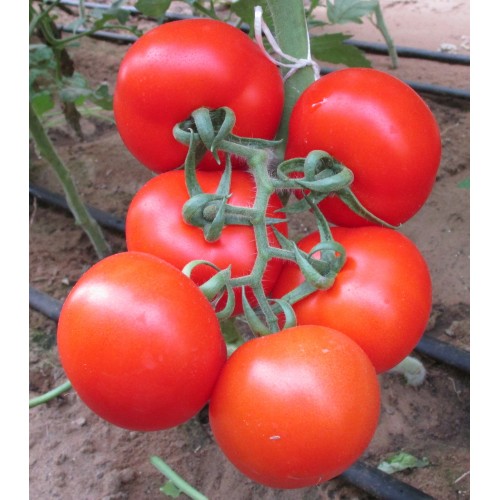 Seminte TOMATO Ace 55 VF ORG-Tomate rezistente la verticilium si fusarium