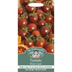 Seminte TOMATO-Solanum lycopersicum- Black Opal -Tomate negre cherry