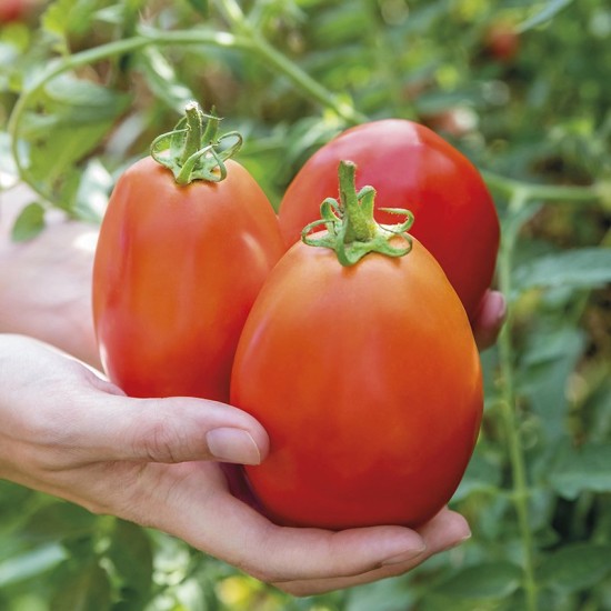 Seminte TOMATO-Solanum lycopersicum- Super Mama F1 -Tomate forma de pruna