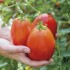 Seminte TOMATO-Solanum lycopersicum- Super Mama F1 -Tomate forma de pruna