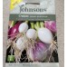 Seminte ALLIUM cepa-Onion Spring- Bulbous Mix -Ceapa de primavara in amestec