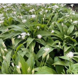 Seminte ALLIUM ursinum- Garlic (Wild) -Usturoi salbatic, cu frunza lata (Leurda)