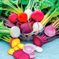 Seminte BETA vulgaris-Beetroot- Mixed -Amestec