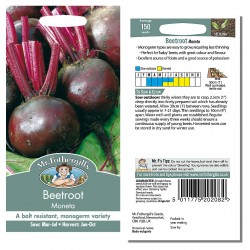 Seminte BETA vulgaris-Beetroot- Moneta-Sfecla de masa violet, soi monogerm