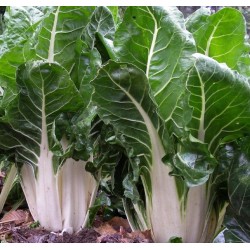 Seminte BETA vulgaris-Chard- White Silver 2 - Sfecla de petiol Seminte BETA vulgaris-Chard- White Silver 2 - Sfecla de petiol
